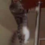 Cliffhanger cat! | CAN'T..HOLD...ON...MUCH... ...LONGER!!! | image tagged in cliff hanger,cliffhanger,cat,between the lions,reference,silly | made w/ Imgflip meme maker