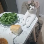Meal table cat meme