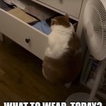 What to wear, today? | WHAT TO WEAR, TODAY? | image tagged in cat,drawer,clothes,morning,question,funny | made w/ Imgflip meme maker
