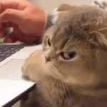 This is me, side eye kitty GIF Template