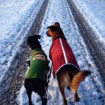 Dogs in Coats
