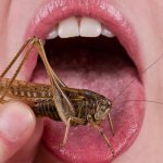 eat insects
