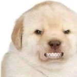 Angry dog with braces