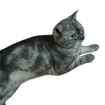 Scottish straight cat