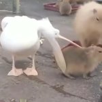 Pelican eating capybara