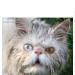 feeling rough template