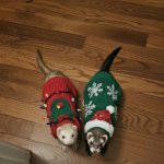 Happy Ferrets