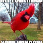 Angry bird | MY FOREHEAD; YOUR WINDOW | image tagged in angry bird | made w/ Imgflip meme maker