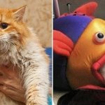 cat eat fish eat cat