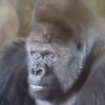 Disgusted gorilla GIF Template