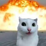Cat near a explosion
