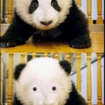 Panda eyes