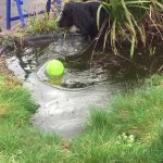 Carol  Jefferies GIF Template