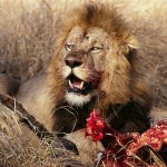 Lion feeding