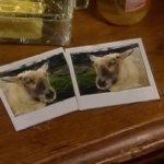 it's like two completely different sheep