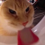 cat lick fish eye lens