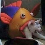Fish devouring cat