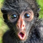 me when I'm hungry meme