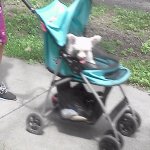 Stroller Dog