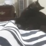 Cat bitting GIF Template