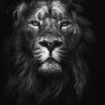 The lion