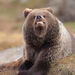Smiling Bear