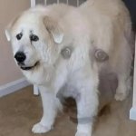 scared dog paralysed dog