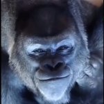 Gorilla plotting GIF Template