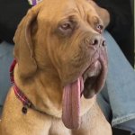 Ozzy The French and bull mastiff mix Oklahoma tongue