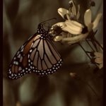 Butterfly Mirror Image Mode meme