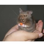 hamster man