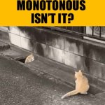 Hide and seek cats GIF Template