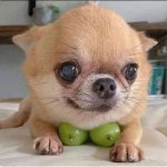 chihuahua with grapes