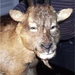 Goat with straight eyes meme