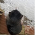 smol paw print in the snow