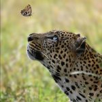 butterfly tempts leopard