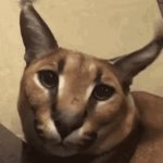 Floppa go to sleep gn GIF Template