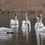 six swans