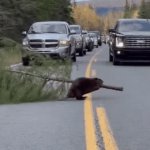 Choosing The Tree | image tagged in gifs,beaver,tree,choice | made w/ Imgflip video-to-gif maker