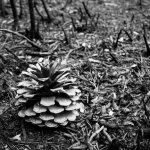 Pine comes Mirror Image Mode