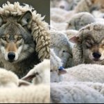 Wolf's in sheep's clothes
