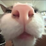 SNIFFFFFFFF?! Yep— you’re gay. template