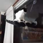 cat bite string and fall GIF Template
