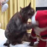 cat santa slap GIF Template