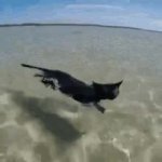 cat swim beach GIF Template