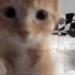 cat smash bonk slap GIF Template
