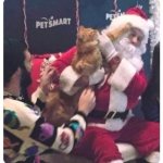 Cat Attacks Santa