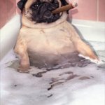 Pug Dog Cigar Bubble Bath | UH I CAN EXPLAIN | image tagged in pug dog cigar bubble bath | made w/ Imgflip meme maker