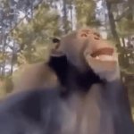 monkey GIF Template