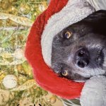Christmas Dog
